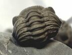 Double Eldredgeops Trilobite - Preserved Color Patterns! #26436-2